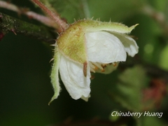 Rubus taitoensis