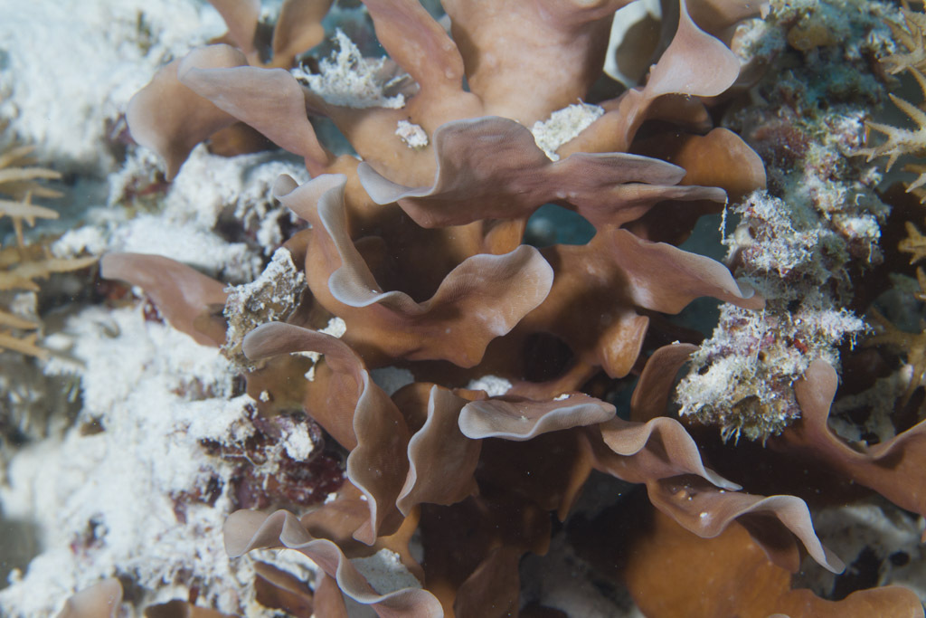Cactus Coral