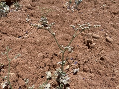 Eriogonum exaltatum