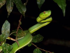 Trimeresurus sabahi
