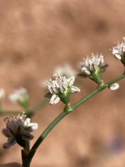 Eriogonum exaltatum