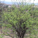 Acacia horrida