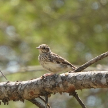 Woodlark