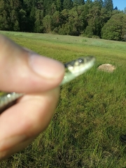 Thamnophis atratus