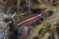 Eviota bifasciata