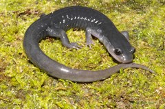South Mountain Gray-Cheeked Salamander photo 1