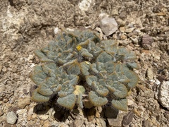 Psathyrotes pilifera