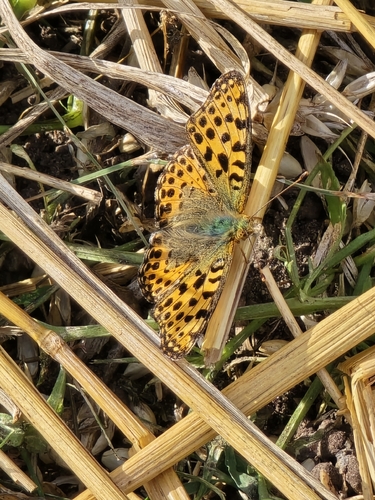 Queen of Spain Fritillary