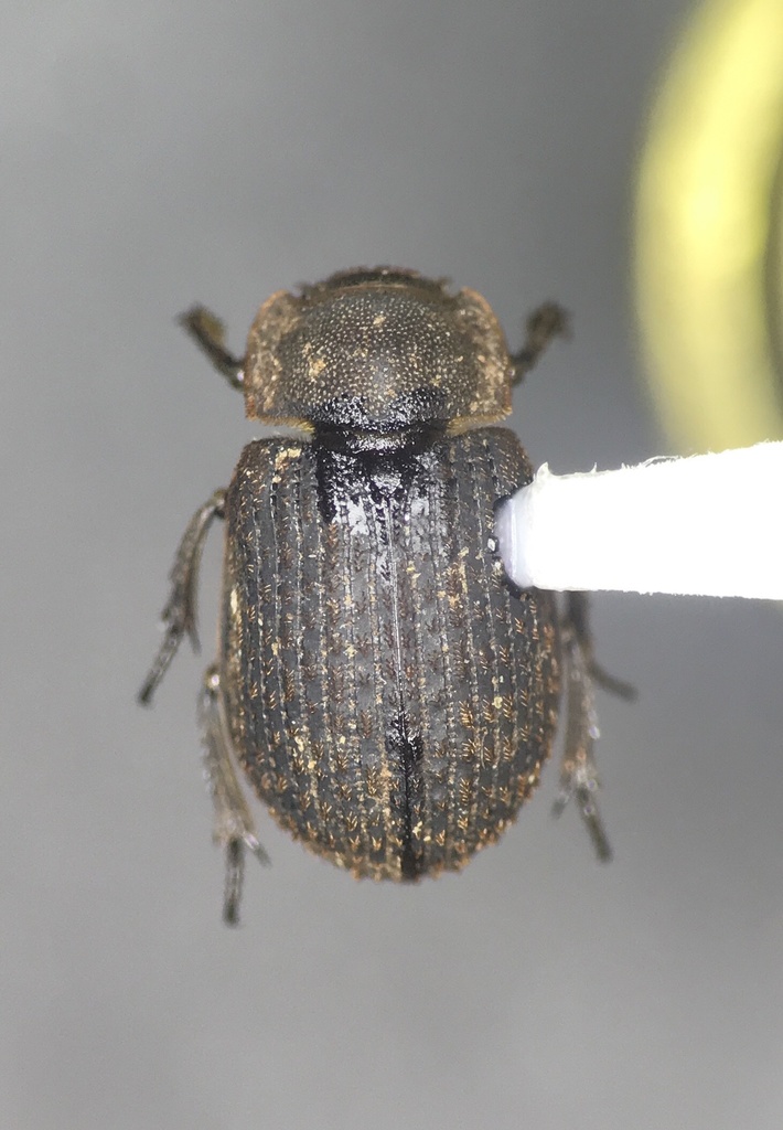 Trox affinis