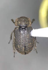 Trox affinis