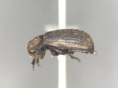 Trox affinis