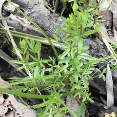 Galium obtusum