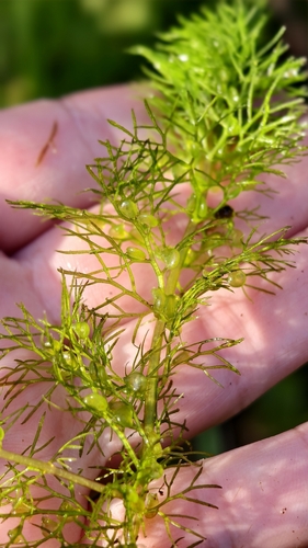 Greater Bladderwort