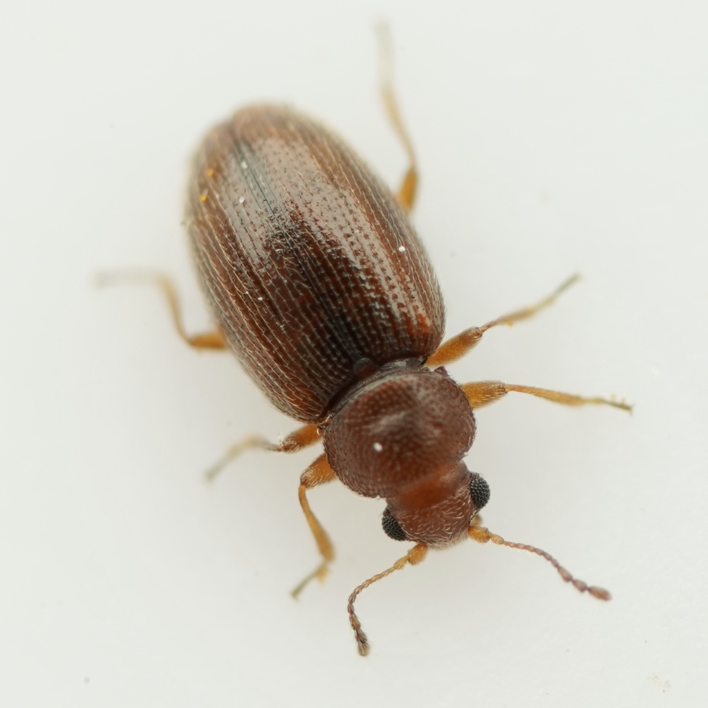Corticarina cavicollis