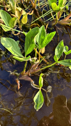 Bogbean