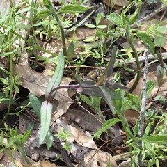 Floerkea proserpinacoides