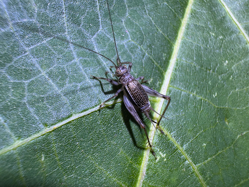 Svistella bifasciata