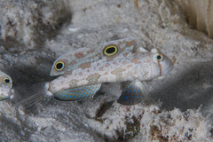 Signigobius biocellatus