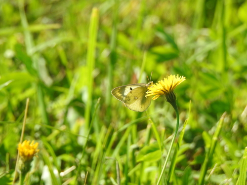 Pale Clouded Yellow