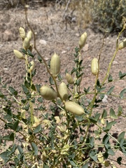 Astragalus preussii