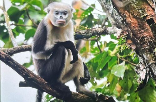 Tonkin Snub-nosed Monkey