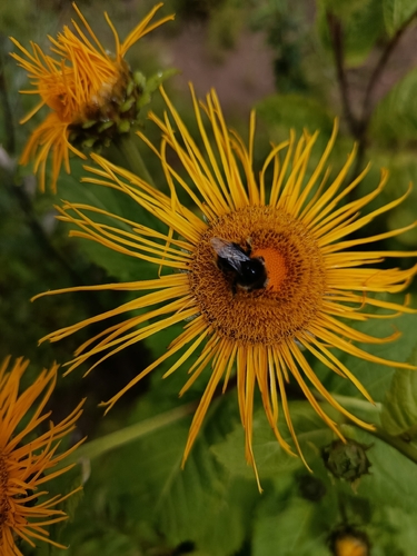 Yellow Oxeye