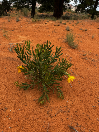 Scabrethia scabra, photograph 2