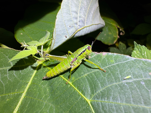 Anapodisma miramae