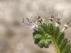 Phacelia palmeri