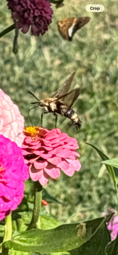 Snowberry Clearwing