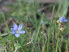 Sisyrinchium biforme