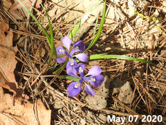 Iris rossii