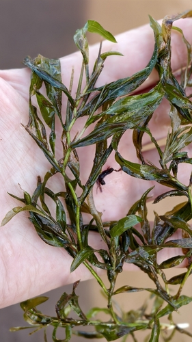 grass-leaved pondweed