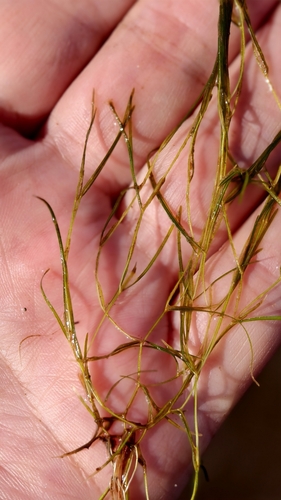 Berchtold's pondweed