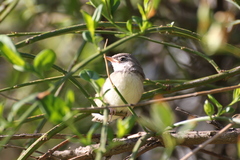 Prinia flavicans