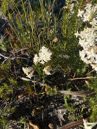 Gnidia pinifolia, photograph 4