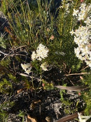 Gnidia pinifolia, photograph (c) michaelheuermann, some rights reserved (CC BY)