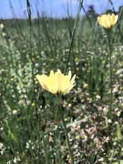 Pyrrhopappus grandiflorus