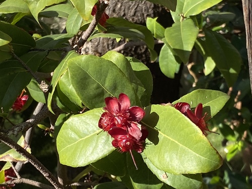 Ochna thomasiana observed 2020-05-06