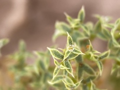 Chorizanthe corrugata