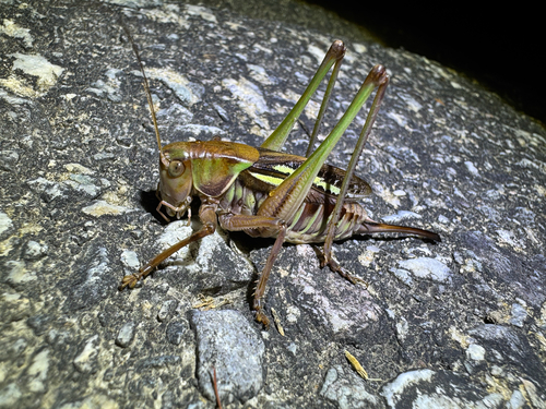 Gampsocleis sedakovii obscura