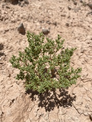 Chorizanthe corrugata