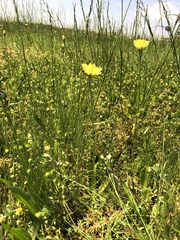 Pyrrhopappus grandiflorus