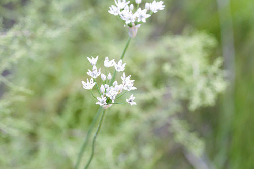 branchy onion
