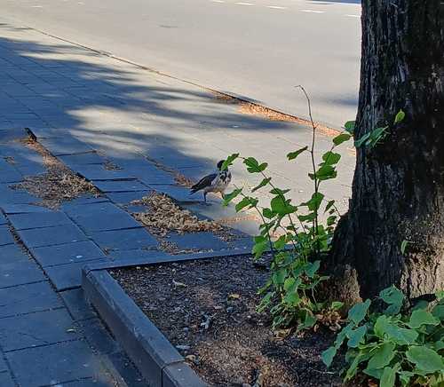 Hooded Crow
