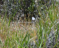 Anthocharis lanceolata