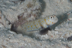 Amblyeleotris guttata