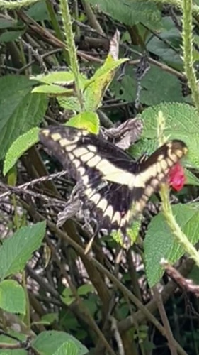 Thoas Swallowtail