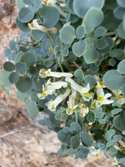 Sarcocapnos enneaphylla, photograph (c) Carrie Seltzer, some rights reserved (CC BY)