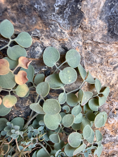 Sarcocapnos enneaphylla, photograph 2